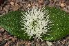 <em>Massonia pygmaea subsp pygmaea</em>